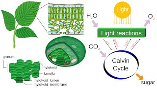 Photosynthesis Converting Light Energy into Chemical Energy [upl. by Noryb]