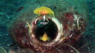 Mucky Secrets  Part 8  Sea Moths Flying Gurnards Blennies amp Gobies  Lembeh Strait [upl. by Ikiv404]