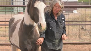 Mustang Camp takes in over 50 Placitas herd mustangs horses available for adoption [upl. by Sabella]