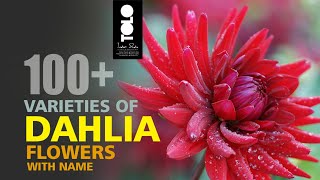 Dahlia Varieties with name [upl. by Avivah]