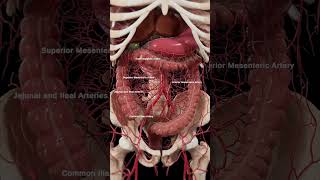 Arteries of the abdomen meded anatomy 3dmodel [upl. by Vinnie850]