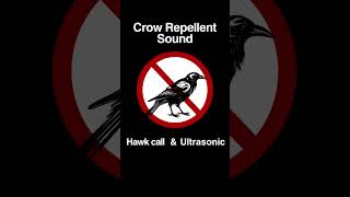 Crow Repellent Sound Hawk Call and Ultrasonic Sound Shorts [upl. by Murial]