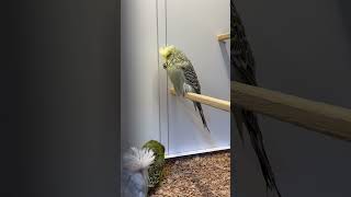 budgerigars birds budgiegar parrot budiges birdslover budgies cockatiel asmr shorts bird [upl. by Euqirat]