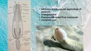 Invertebrate Phylum Priapulida presentation [upl. by Gladys]