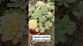 Aeonium Castello paivae variegata plants suculents garden [upl. by Dur]