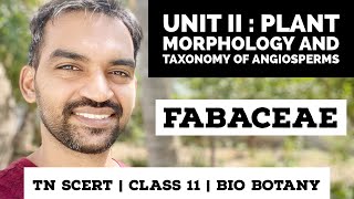 TN Class 11  Bio Botany  Fabaceae   Plant morphology and Taxonomy of Angiosperms [upl. by Adnema]