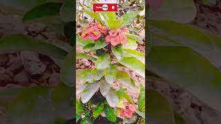 euphorbia milii plant careshorts ytviralshortyoutubeshortsViralChikahomegarden [upl. by Tanaka585]