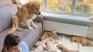 Golden Retriever Dad Babysits His Puppies [upl. by Ispep]