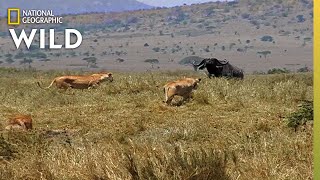 How a Lion Pride Hunts Prey  Cat Attacktics [upl. by Kenney467]