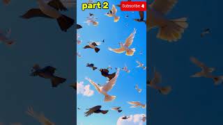 The Journey of Feathers cartoon cartoon animation learning birds magic rainbow birds rain [upl. by Srednas358]