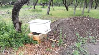 Bee Hive Activity After A Rain [upl. by Lehctim545]