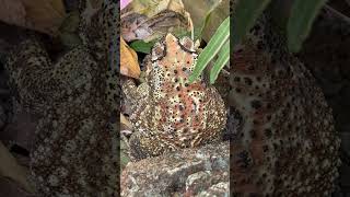 Frog 🐸 in the garden S114 shorts youtubeshorts garden frog plants ytshort [upl. by Jo]