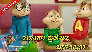 පායනා පුන්සඳ පැරදෙනා  payana punsada paradena remix  Chipmunks version song  Himabole Studio [upl. by Cruce]