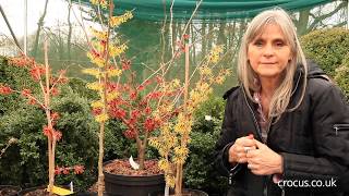 How to grow Hamamelis  Crocuscouk [upl. by Akital]