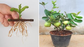 How to grow pink guava plant from cutting  How can i make my guava grow faster [upl. by Adohr277]