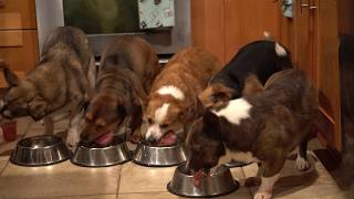 How to Raw Feed with Rabbit Raw Feeding Dogs [upl. by Ducan]