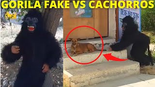 VIDEOS ENGRAÇADOS 2021 TROLLANDO CACHORROS 😱😄 [upl. by Currier]