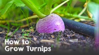 How to Grow Lots of Turnips from Seed to Harvest [upl. by Tarrah615]