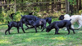 15 cane corso dogs loose together 🫣 [upl. by Gelman]