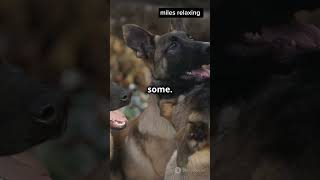 Why German Shepherds Are The Best Dogs viralreels viralshort viralvideo video viralshorts fyp [upl. by Lemrahs41]