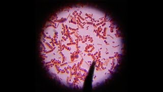 Chemosynthesis  Botany Tamil [upl. by Eceertal432]