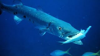 Animal Planet  GREAT BARRACUDA ATTACK Animal Nature Documentary [upl. by Nora]