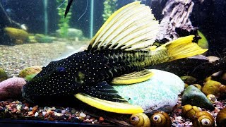 Luteus Phase II  Hypostomus luteus Golden Sailfin Pleco [upl. by Wilona]