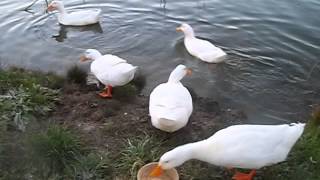 Pekin ducks morning routine [upl. by Ferwerda839]