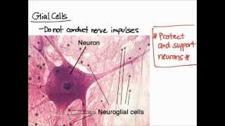 Nervous Tissue Overview [upl. by Dripps]