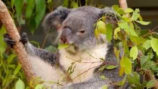 Koala Phascolarctos cinereus  Aschgrauer Beutelbär 5 [upl. by Malkin]