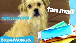 Dog Answers Fanmail  DINGLESWORTH [upl. by Secilu]