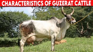 ⭕ Guzerat CHARACTERISTICS ✅ Cattle Guzerat [upl. by Clarisse]