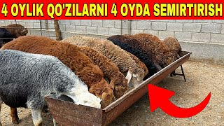 3000 MIN SOM BILAN QOZILARNI 4 OYDA SEMIRTIRISH SIRLAR OCHILDI [upl. by Weidner515]