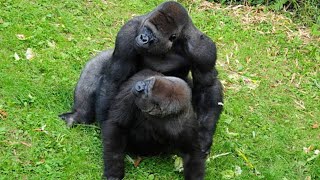 Gorilla Mating Behavior Insights into the Social and Reproductive Lives of Endangered Primates [upl. by Nanfa]