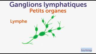 Les ganglions lymphatiques  Symptômes  Causes  Conseils [upl. by Notgnihsaw79]