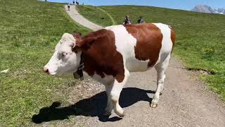 Rinder auf der Seiser Alm 2023  Wandern in Südtirol  Kühe auf der Alm  Puflatsch  Dolomiten [upl. by Letnohc9]