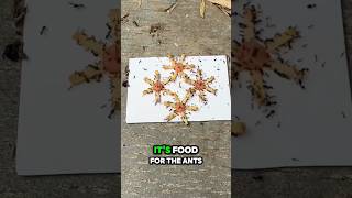 How ants getting foods [upl. by Richmond]