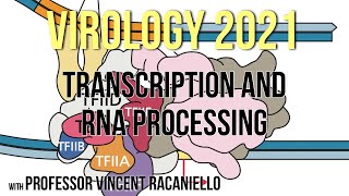 Virology Lectures 2021 7 Transcription and RNA Processing [upl. by Franciscka]