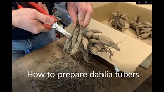 How to prepare Dahlia tubers for planting [upl. by Minoru]