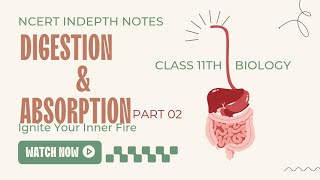 Digestion and absorption class 11 NCERT based explanation notes [upl. by Nollahp]