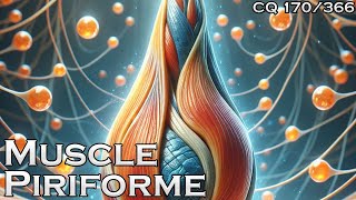 le Muscle Piriforme  CQ170 [upl. by Jacqui394]