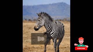 🦓Zebra Sound effects Zebras whinny and neigh  no copyright issue [upl. by Hun870]