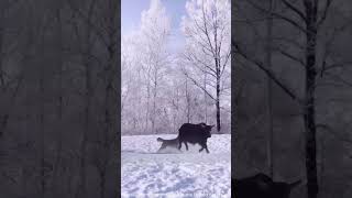 Musk Ox Fights Off Ferocious Wolf Pack Attack in the Arctic Wild AnimalKingdom PredatorVsPrey [upl. by Ecinahs]