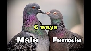 Male and Female in Pigeons   6 Ways to Identify [upl. by Aytnahs]