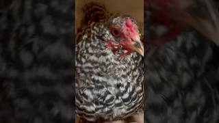 Thank you Henefer youtubeshorts chicken homesteadlifestyle chickencoop homesteadlife [upl. by Ardnuasac696]