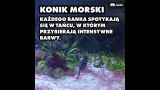 Koniki morskie z Orientarium w łódzkim Zoo [upl. by Eelik109]