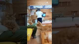 Funny cat🐱🤣🤣ytshortscatloveryoutubeshortsviralshort [upl. by Herv741]