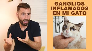 ¿Qué enfermedades de gatos se relacionan con ganglios inflamados bajo la mandíbula [upl. by Adams]