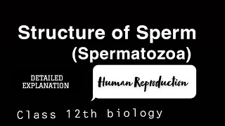 Structure of Human Spermatocytesspermatozoa  Human Reproduction humanreproductivesystem [upl. by Ispep296]