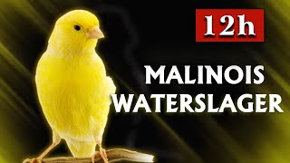 Malinois Canary The Best Training Song 2023 [upl. by Brigid]